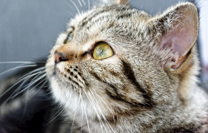 蟑螂藥對貓的危害