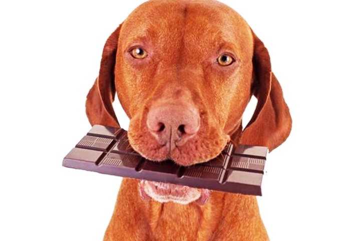 狗狗巧克力中毒