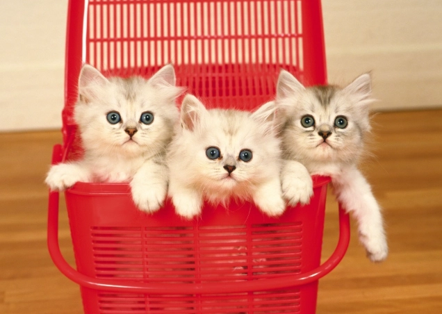 蒜頭對貓的毒性