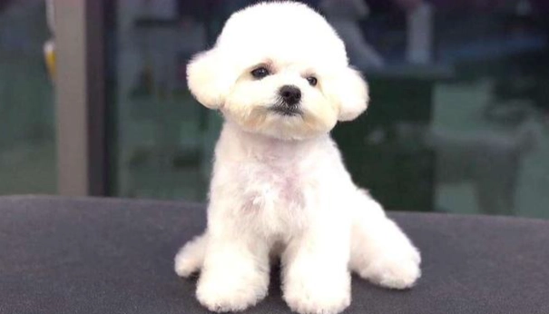 小型犬品種比較