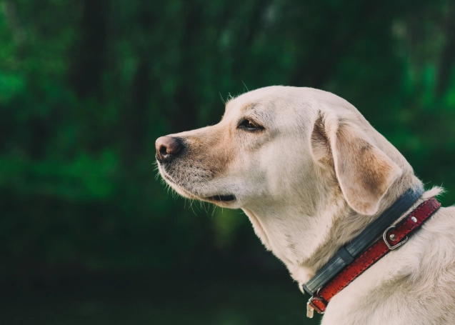 狗地瓜過敏 狗地瓜過敏