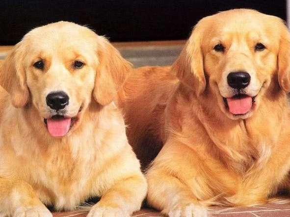 狗誤食老鼠藥症狀