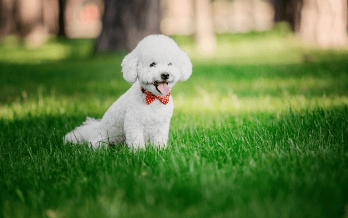 健康小型犬照護