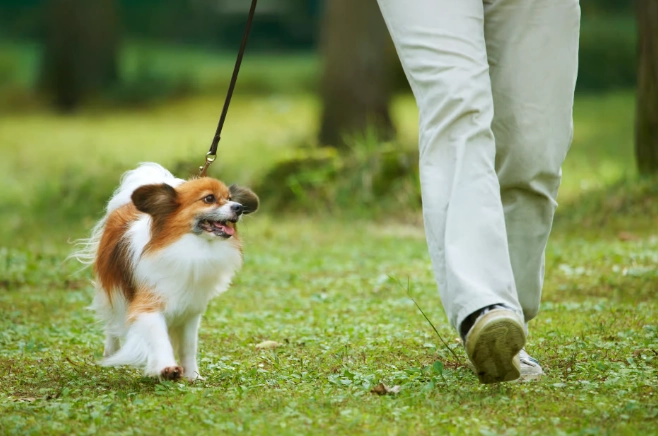 狗狗吐黃水原因