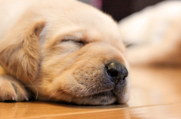 狗呕吐黄色胆汁