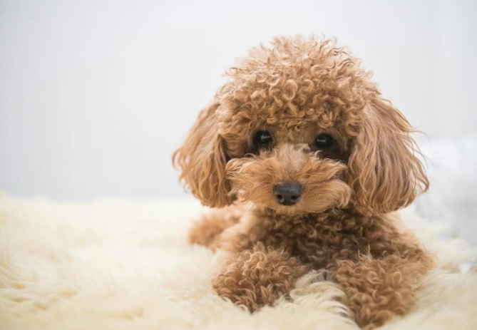 小型犬品種推薦