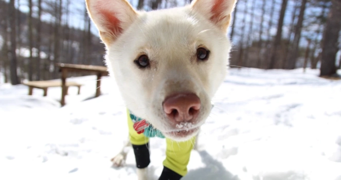 老鼠藥中毒治療