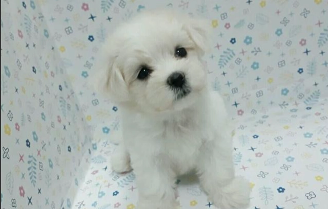 瑪爾濟斯疾病預防