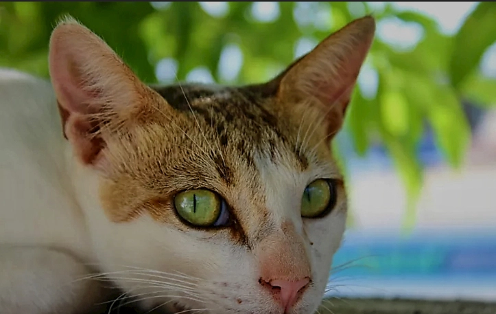 貓誤食藥膏處理