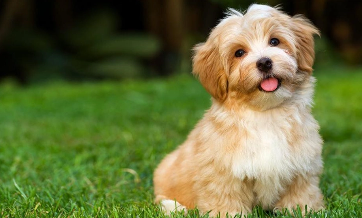 小型犬品種比較