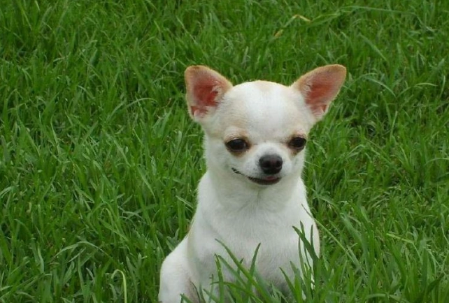 小型犬飼養技巧