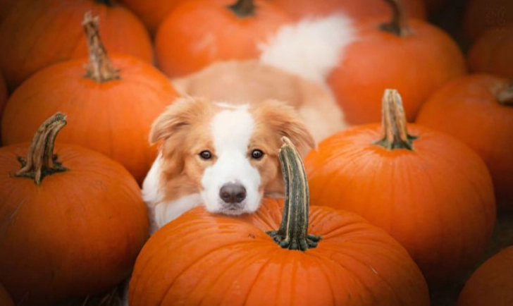 南瓜對狗的好處
