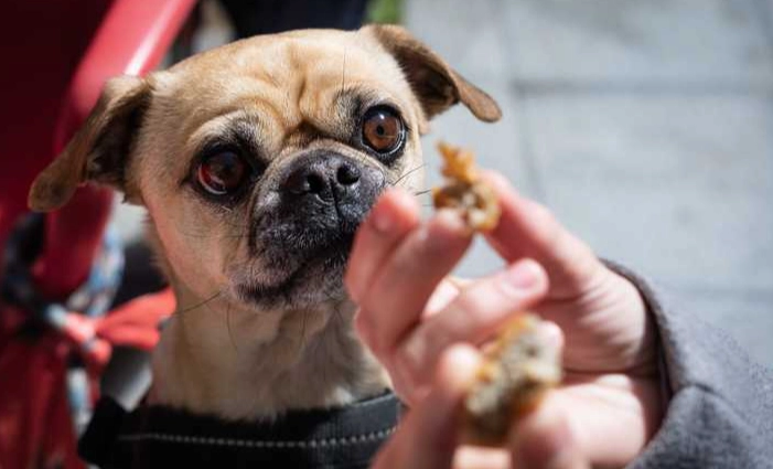 狗狗吃巧克力餅乾急救 狗狗吃巧克力餅乾急救