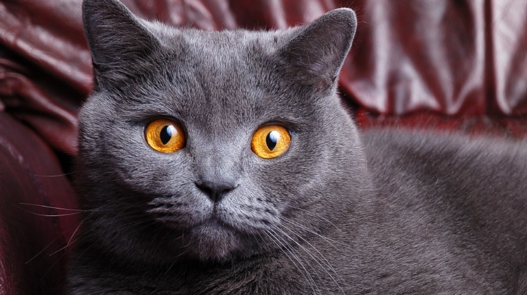 貓咪誤食藥物處理