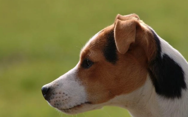 狗狗慢性中毒症狀