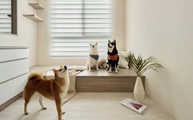 小型犬室內飼養