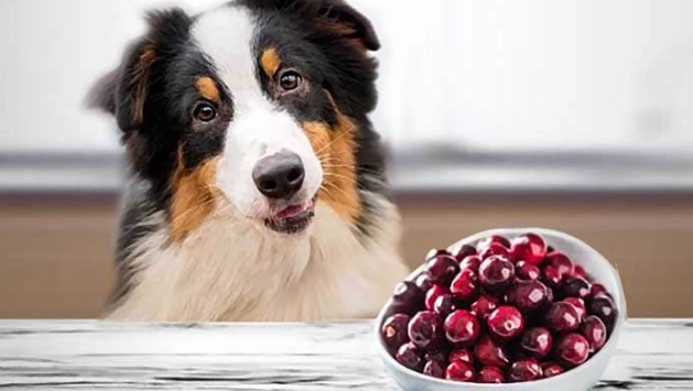 李子對狗的毒性