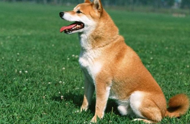 除草劑中毒狗處理