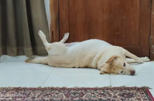 老狗吃蛋注意事項