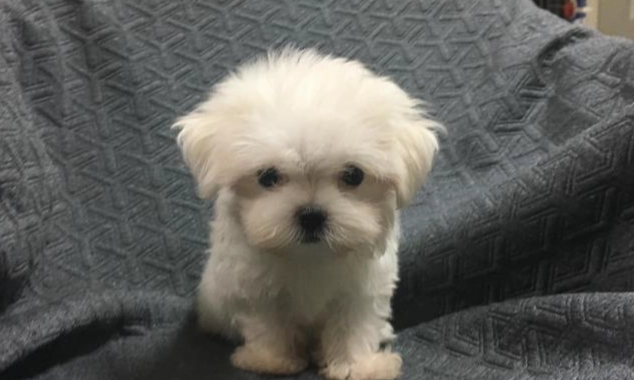 瑪爾濟斯聰明嗎