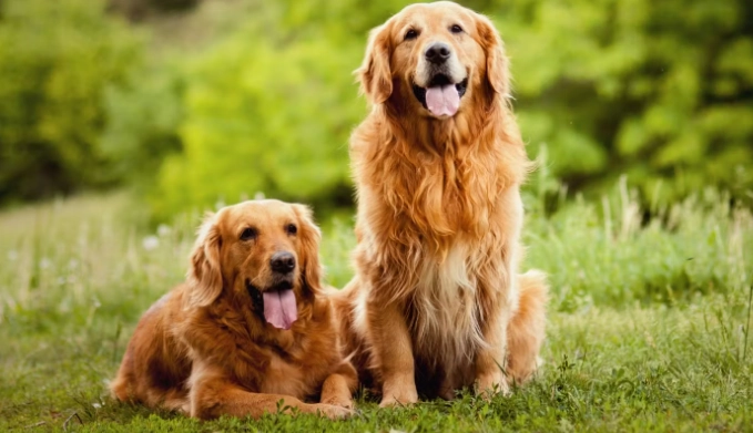 牙膏對狗的影響