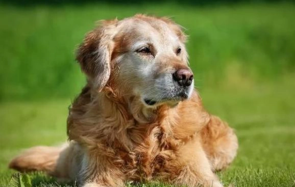 狗狗吃蛋白安全嗎 狗狗吃蛋白安全嗎