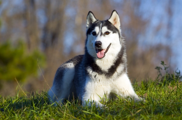 茶葉對狗有害嗎