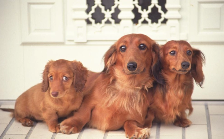 大型幼犬補鈣全攻略：正確補充鈣質避免骨骼問題的關鍵指南