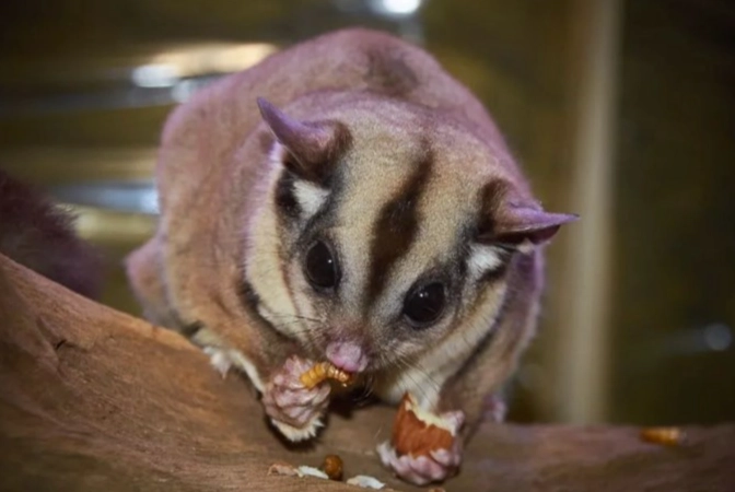 蜜袋鼯可以吃香菜嗎？完整安全餵食指南與風險解析