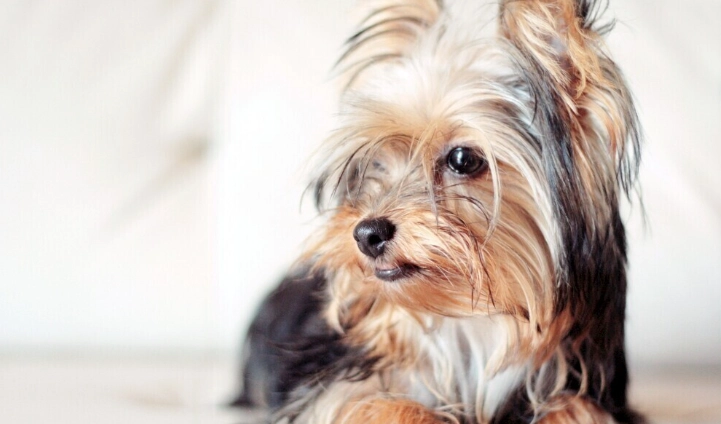 狗狗大便一顆一顆