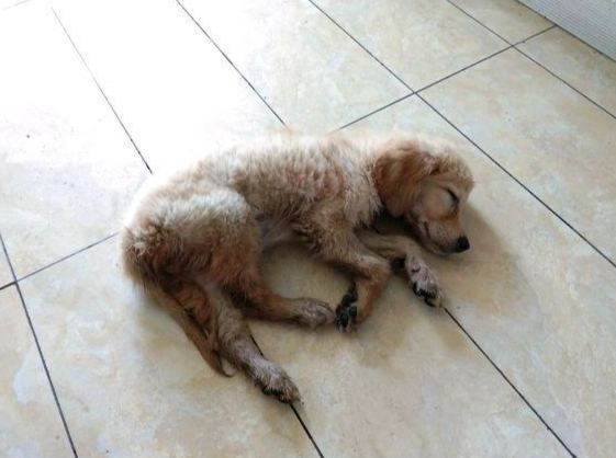 與狗狗建立關係