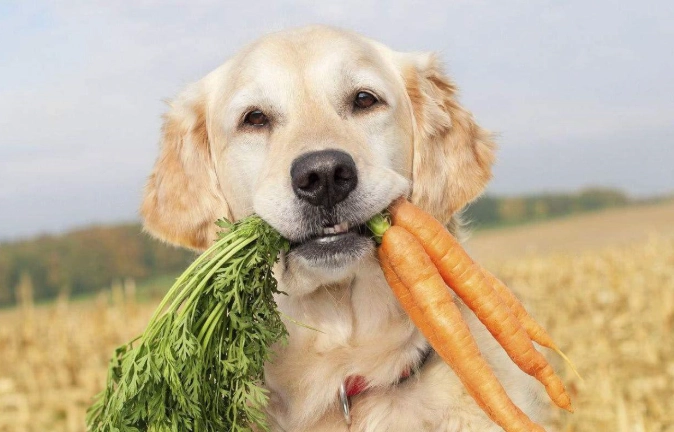 狗吃紅蘿蔔好處