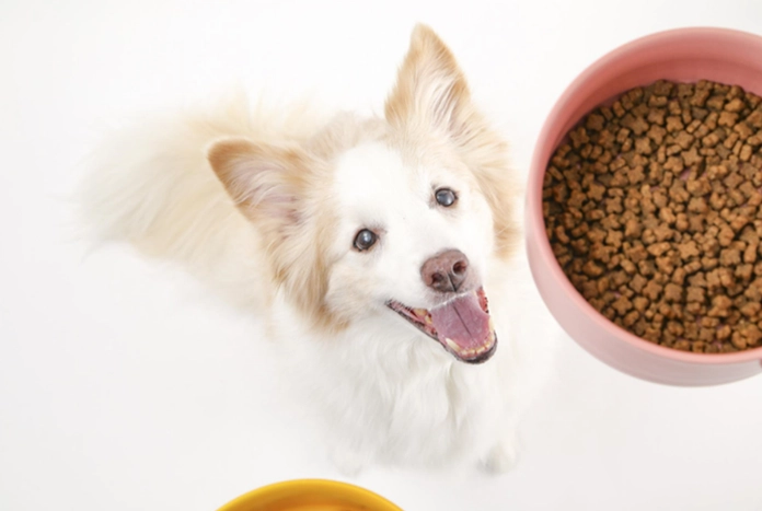 汪喵星球鮮食比較 汪喵星球鮮食比較
