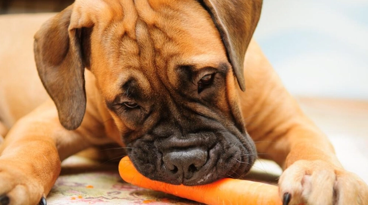 生地瓜對狗有害嗎 生地瓜對狗有害嗎