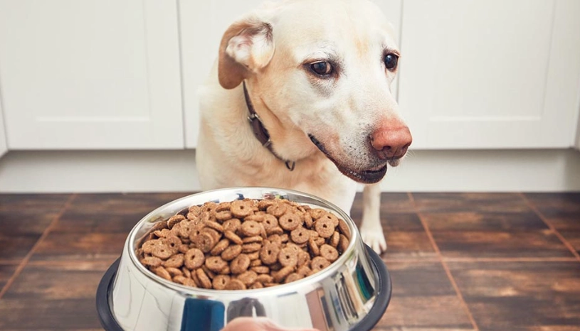 狗狗吃黃耆 狗狗吃黃耆