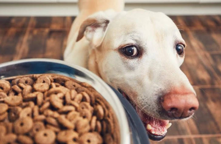 狗吃豆乾安全嗎