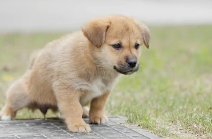 狗狗營養不良飲食