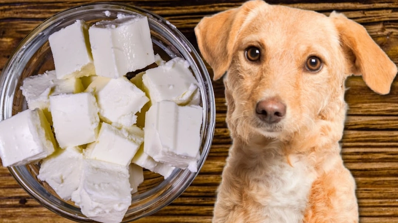 狗狗吃豆腐安全 狗狗吃豆腐安全
