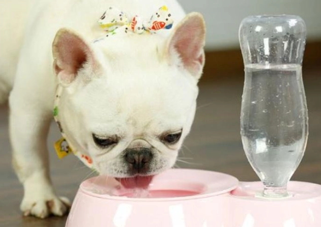 狗狗誤食漂白水