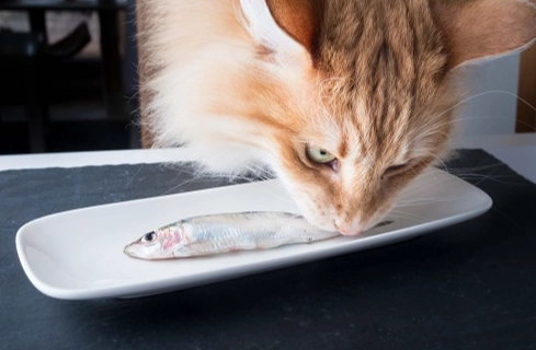 貓吃魷魚風險 貓吃魷魚風險