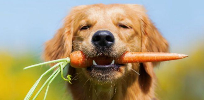 狗吃紅蘿蔔好處