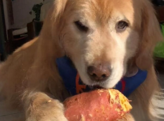 生地瓜對狗有害嗎 生地瓜對狗有害嗎