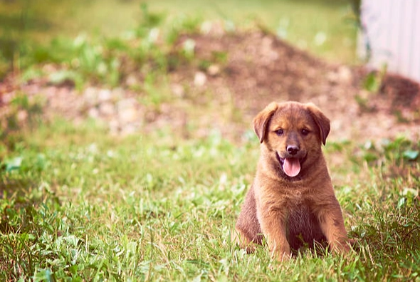 狗狗營養不良飲食
