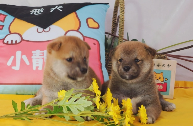 寵物結紮最佳時機 寵物結紮最佳時機