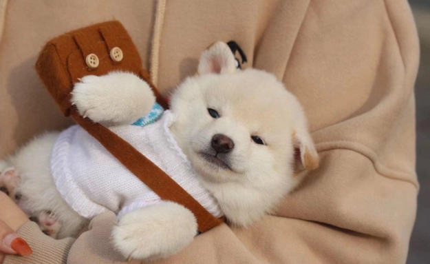 狗狗結紮年齡 狗狗結紮年齡