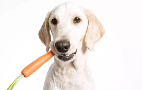 紅蘿蔔對狗有害嗎