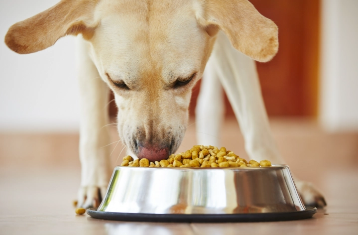 黃耆對狗安全嗎 黃耆對狗安全嗎