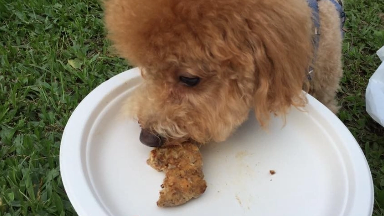 狗狗健康食譜 狗狗健康食譜