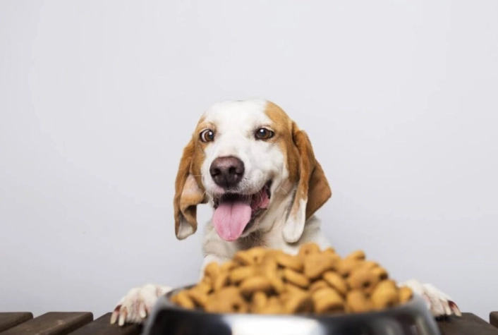 狗狗中藥補品 狗狗中藥補品