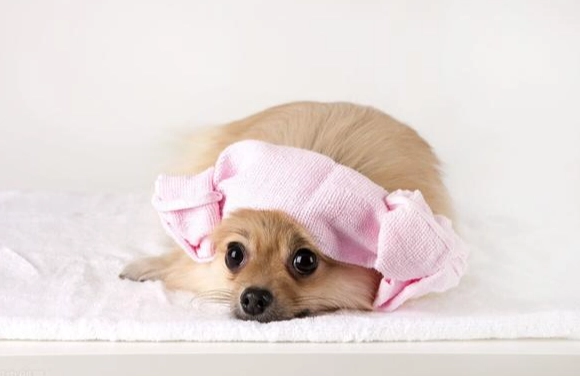 漂白水對狗狗的危害